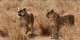 Tanzanie - 2010-09 - 170 - Serengeti - Lionnes